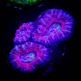 Pink Dreams Acan