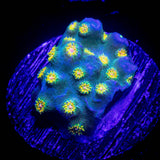 LRO Spongebob Cyphastrea
