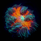Ultra Rock Flower