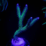 Blue Tip Birdsnest