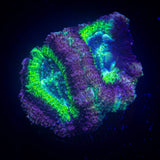 Jawbreaker Asian Acan