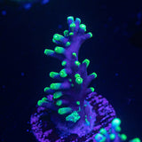 LRO Xtreme Pacman
