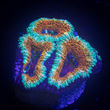 Banana Boat Acan
