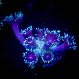 LRO Berrywinkle Goni