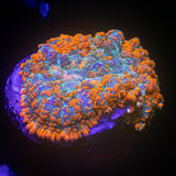 Magma Rhodactis