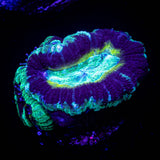 Swamp Thing Asian Acan