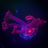 LRO Red Goni