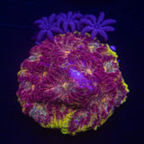 WWC Blood Diamond Favia