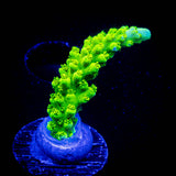 Bali Green Slimer Acro
