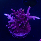 LRO Red Dragon