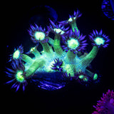 LRO Blue Tip Toxic Goni