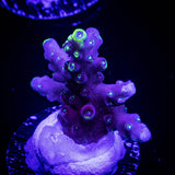 LRO Lunar Lemonade Acro