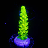 Bali Green Slimer Acro