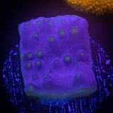 Purple Scroll Coral