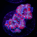 Peppermint Acan