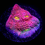 Pink Boobies Chalice