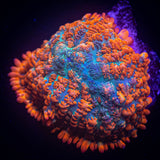 Magma Rhodactis