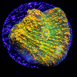 WWC Stellaria Chalice