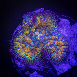 Gonzos Golden Dragon Rhodactis