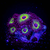 Bob Marley Zoas