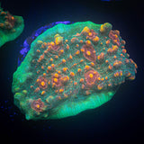 LRO Fukushima Chalice