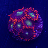 CB Punkrocker Zoas