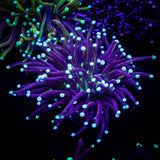 LRO Black Panther Torch