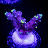 LRO Lunar Lemonade Acro