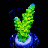 Bali Green Slimer Acro