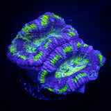Blues Clues Acan