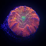 WWC Rainbow Blasto