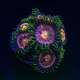 Lazer Lemon Zoas