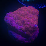 Sweetheart Cyphastrea