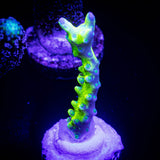 Green Goblin Anacropora