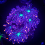 Rainbow Clove Polyps