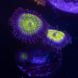 Frozen Apple Zoas