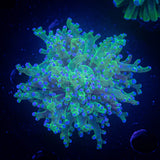 Blue Tip Frogspawn