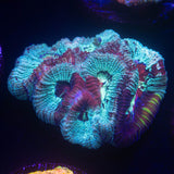 Grafted Favia