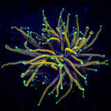 LRO Goldilocks Torch