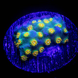 LRO Spongebob Cyphastrea
