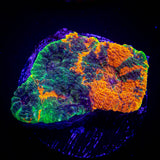 LRO Toxic Tropics Echinata