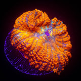 LRO Agent Orange Rhodactis SUPER BRIGHT