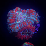 Ring Of Fire Asian Acan