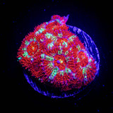 Peppermint Micromussa