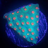 Meteor Shower Cyphastrea