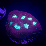 Teal Eye Favia
