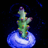 LRO Buzz Lightyear Acro
