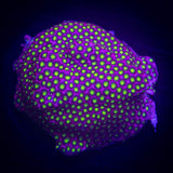 WWC Electric Daisy Stylo