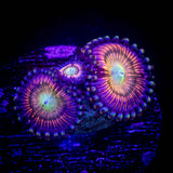 Peach Infusion Zoas