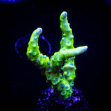 Green Goblin Anacropora